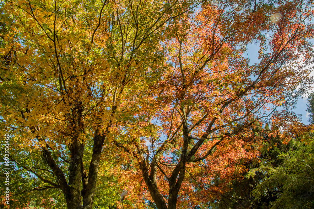 Beautiful autumn scenery at Fushoushan in Taiwan, Asia. The fallen leaves beautiful color picture.