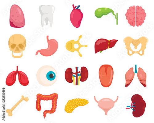 Flat human organs set