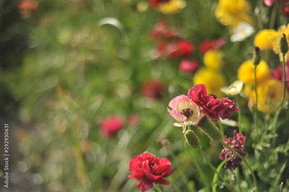 flowers flowers