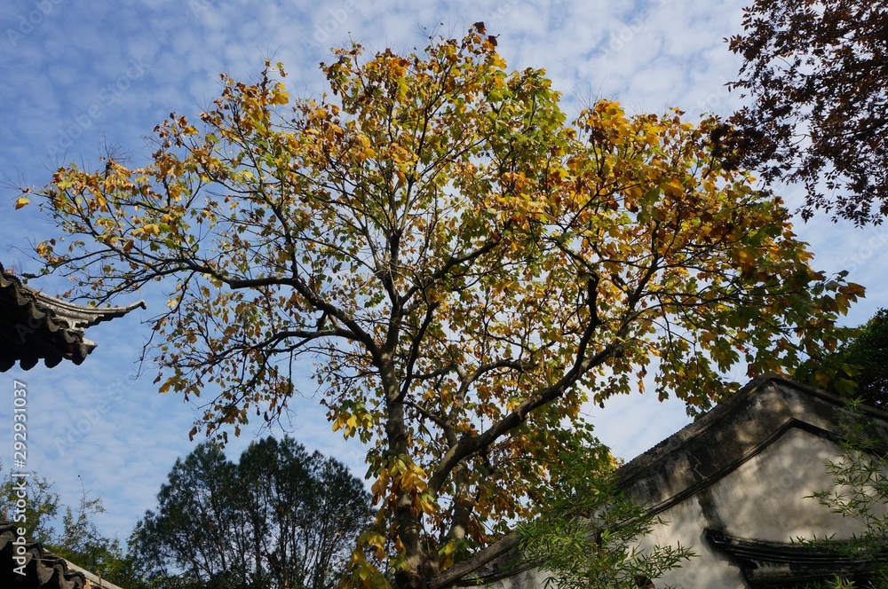 Obraz premium tree in autumn