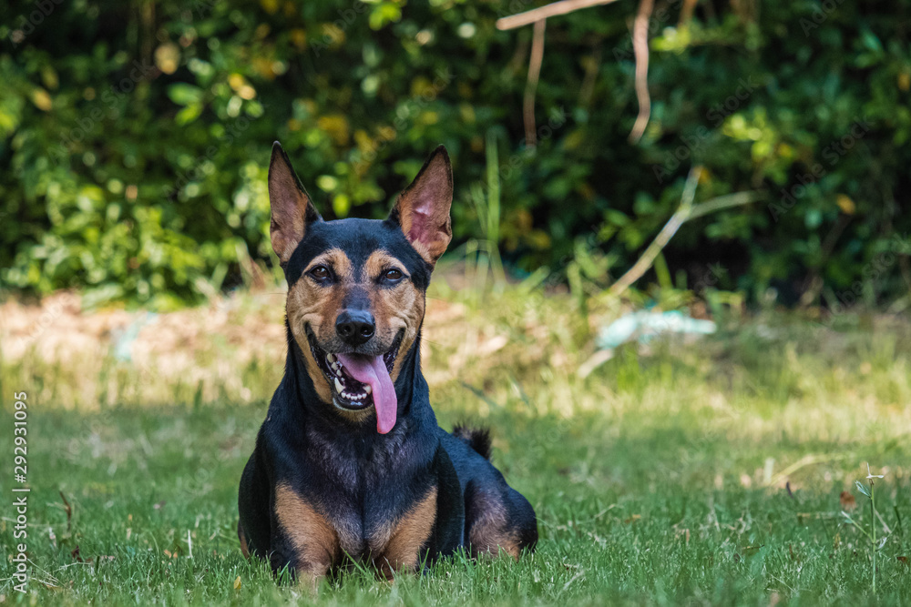 Stray mongrel rescued thai dog resting in garden