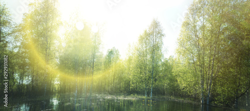 Secret pond and green spring birch