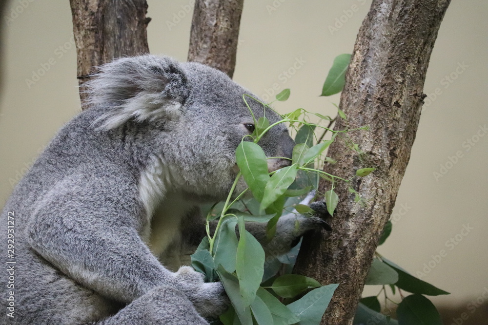 Fototapeta premium コアラ