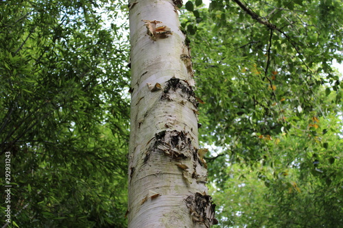 Trunk of Betula utilis var. jacquemontii 'Jermyns' Himalayan birch 'Jermyns' tree