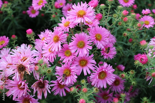 Cluster of pink asters with bees on flowers