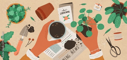 Flowers replanting flat vector top view illustration. Houseplant nursery and care. Indoor succulent, pilea cultivating. Floristry and gardening. Woman putting sprout in ceramic flowerpot with soil.