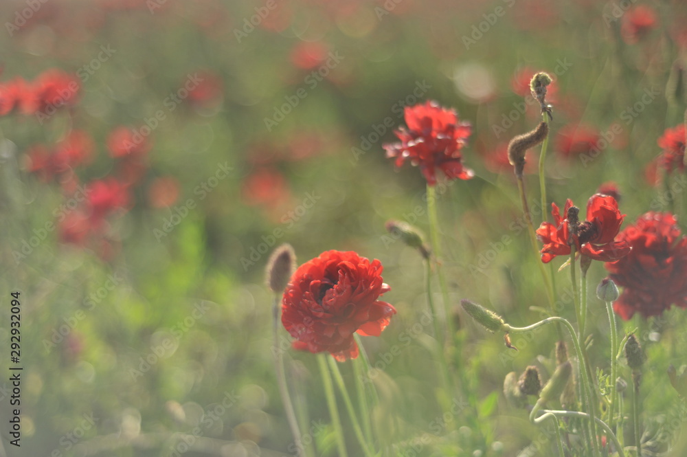 Obraz premium flowers
