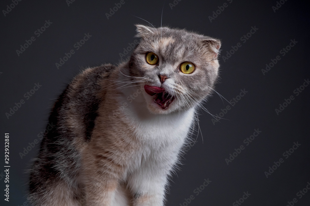 Close up portrait of purebred scottish fold cat looking camera funny face