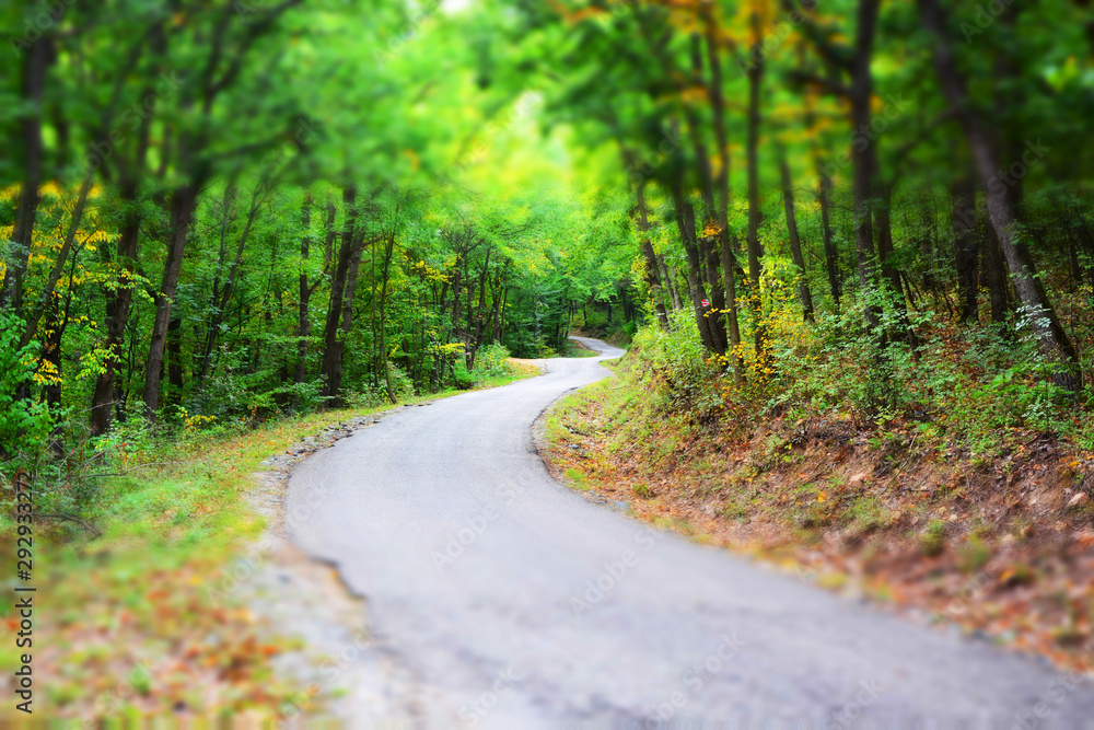 road in the forest road in the forest
