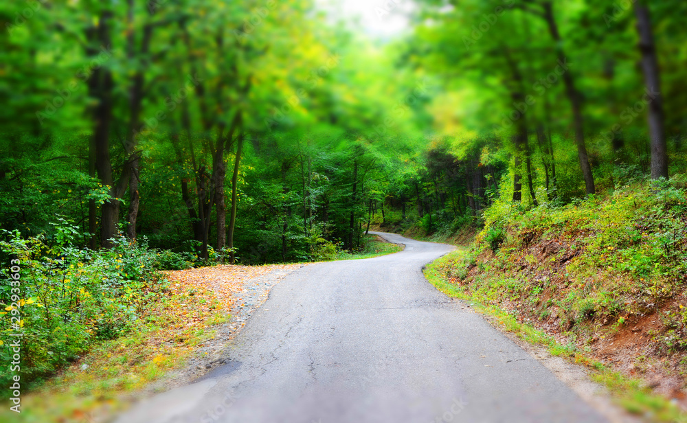 Fototapeta premium road in the forest