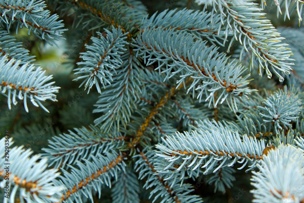 Blue spruce texture beautiful winter background