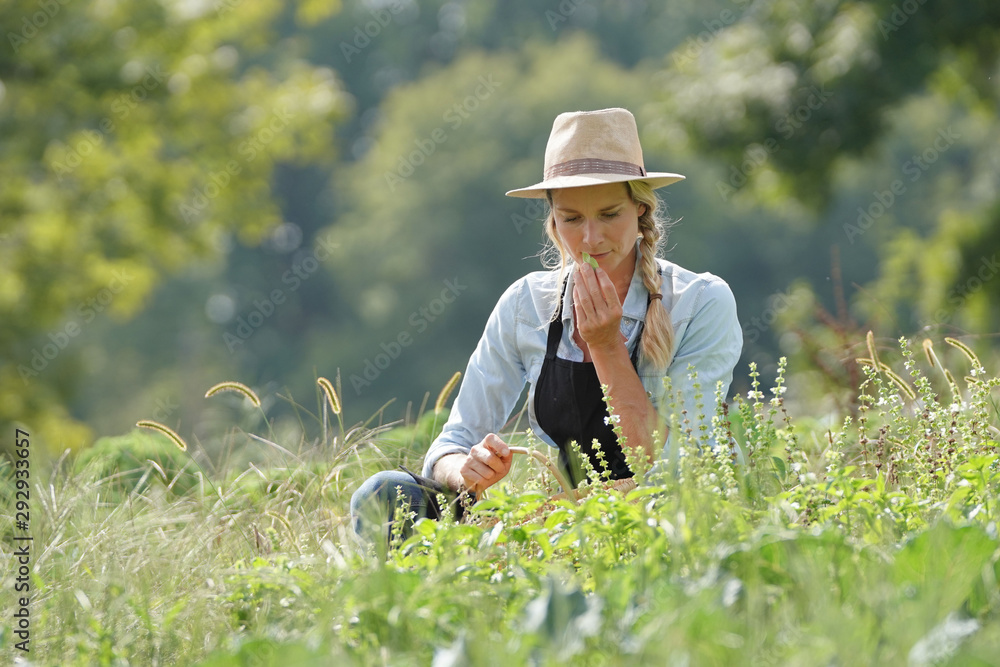 Farmer woman working in agricultural organic field Farmer woman working in agricultural organic field