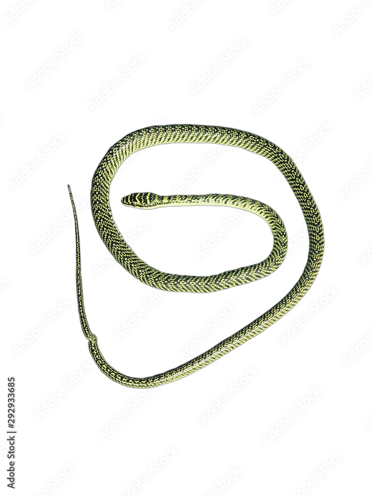One green indra snakes on white background.Indra green snakes, snakes