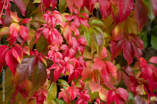 Colorful red Leaves of a Virginia creeper  Parthenocissus quinquefolia  Vine Plant in Autumn