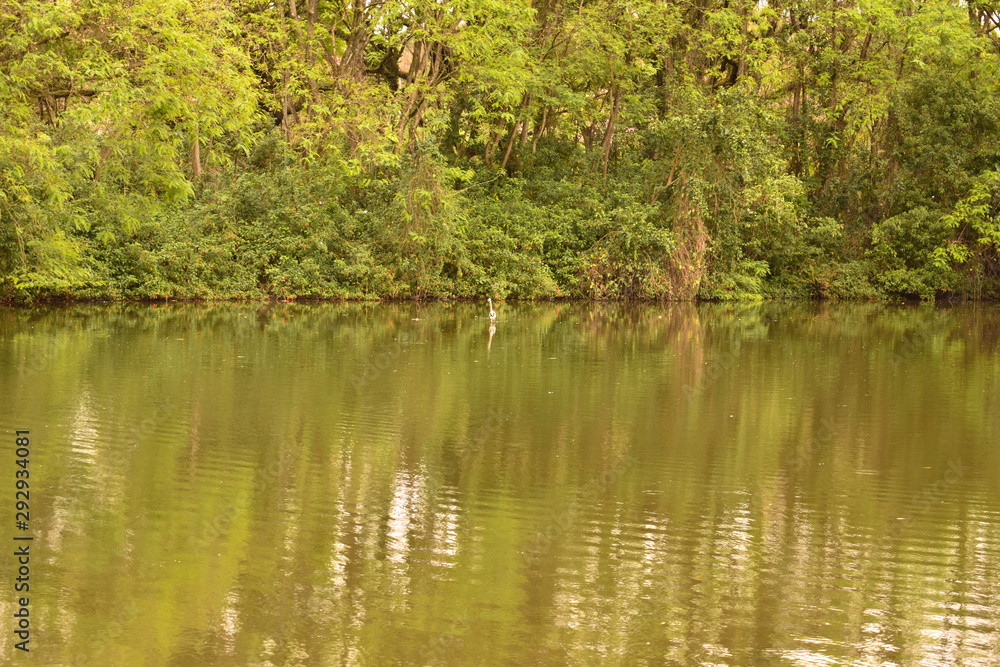 Lago com reflexo das plantas e árvores em um parque