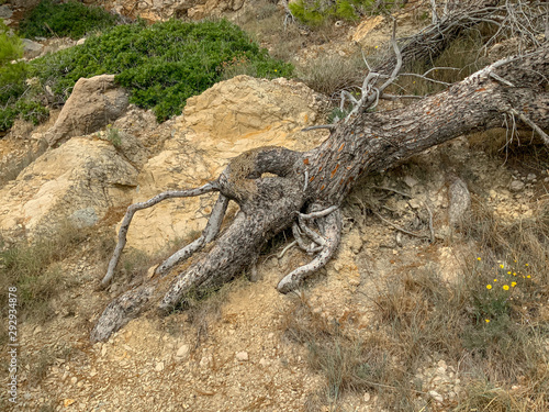 Old Pine Tree growing on Rock Makarska riviera, Dalmatia region of Croatia