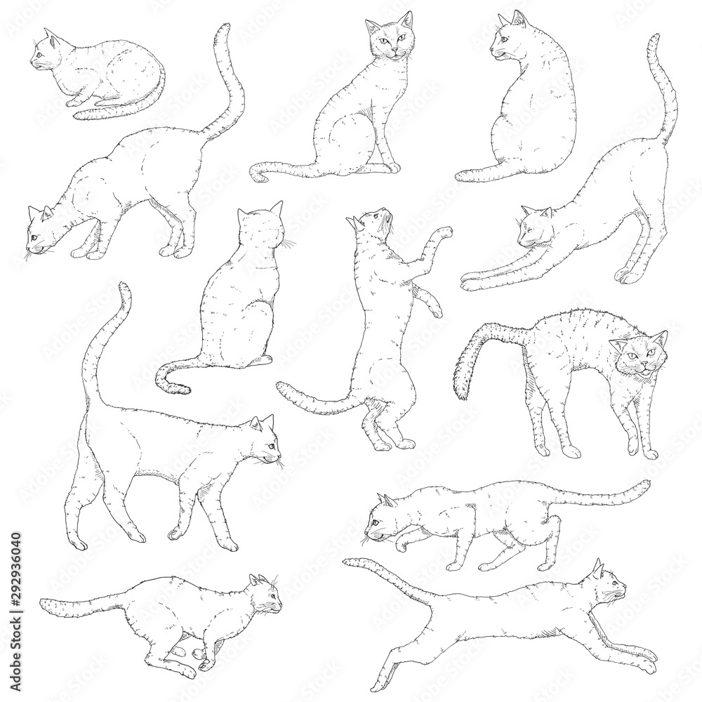 Vector Set of Sketch Cats illustration. Hand Drawn Feline Poses. Stock ...