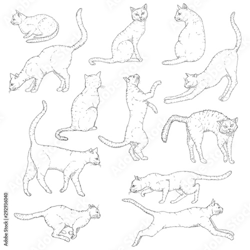 Vector Set of Sketch Cats illustration. Hand Drawn Feline Poses.