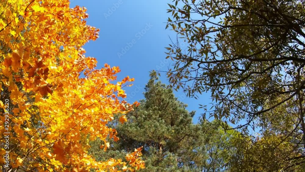 Multicolored Nature On A Sunny Autumn Day. Multicolored Nature On A Sunny Autumn Day.