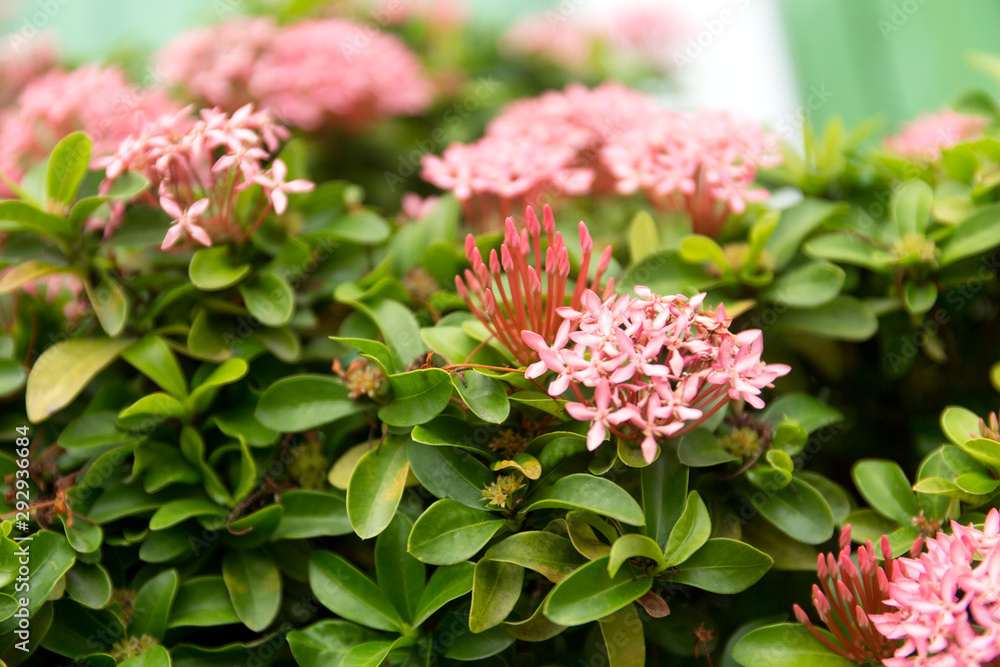 Pink tropic flowers on green leaves background. Pink tropic flowers on green leaves background.