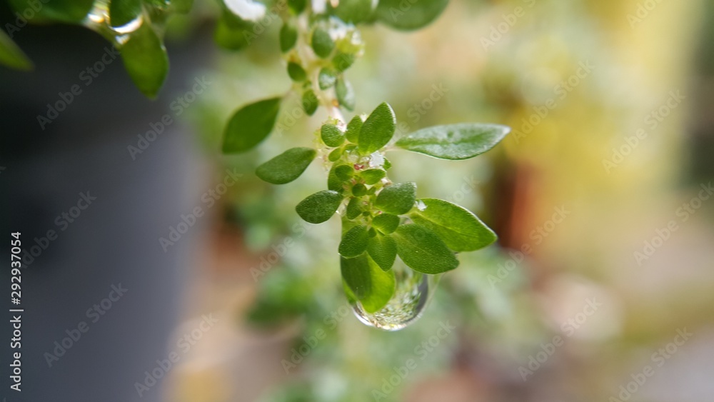 Obraz premium green leaves of a tree