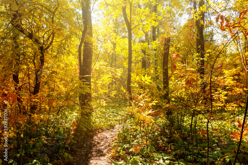 beautiful autumn in the forest © Mny-Jhee