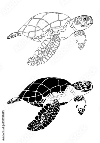 graphic sea turtle,vector illustration of sea turtle