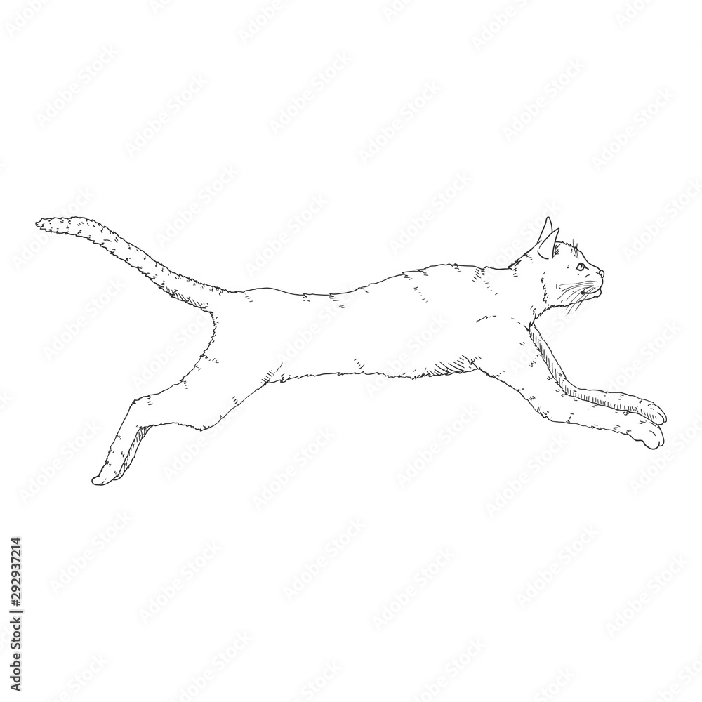 Cat Running Drawing