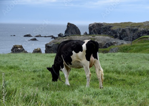  cow grazing on a green meadow near the cliffs along  Dungeon Provincial Park  Bonavista Peninsula   Newfoundland and Labrador Canada