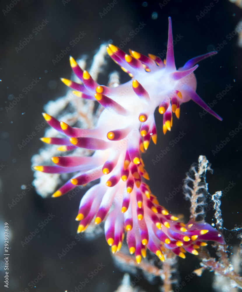 color,nudibranch,life,sea,marine,underwater,macro,animal,diving,tropical,nature,background,colorful,scuba,white,water,ocean,asia,animals,reef,yellow,beautiful,red,travel,orange,philippines,view,wild,w