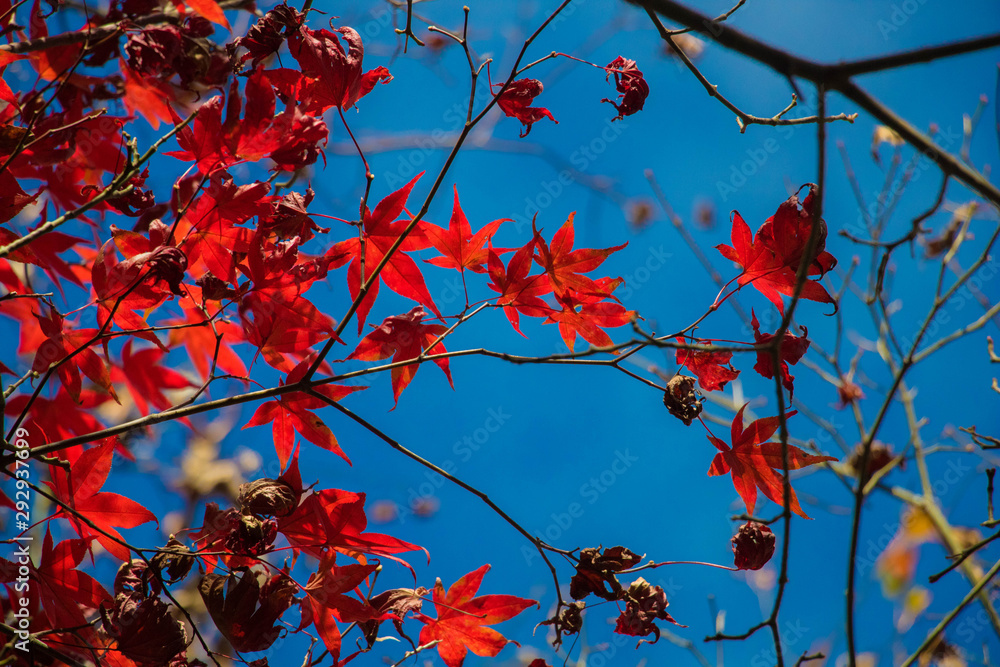 Beautiful autumn scenery at Fushoushan in Taiwan, Asia. The fallen leaves beautiful color picture. Beautiful autumn scenery at Fushoushan in Taiwan, Asia. The fallen leaves beautiful color picture.