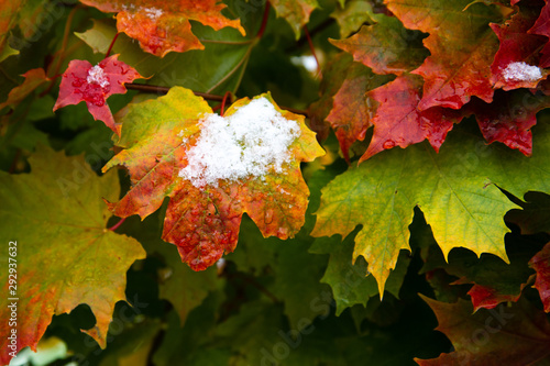 The first snow on the red maple leaves. Beautiful branch with orange and yellow leaves in late fall or early winter under the snow. photo