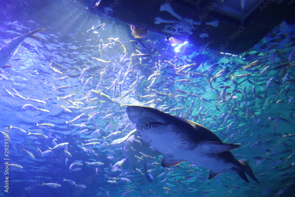 Naklejka premium サメ