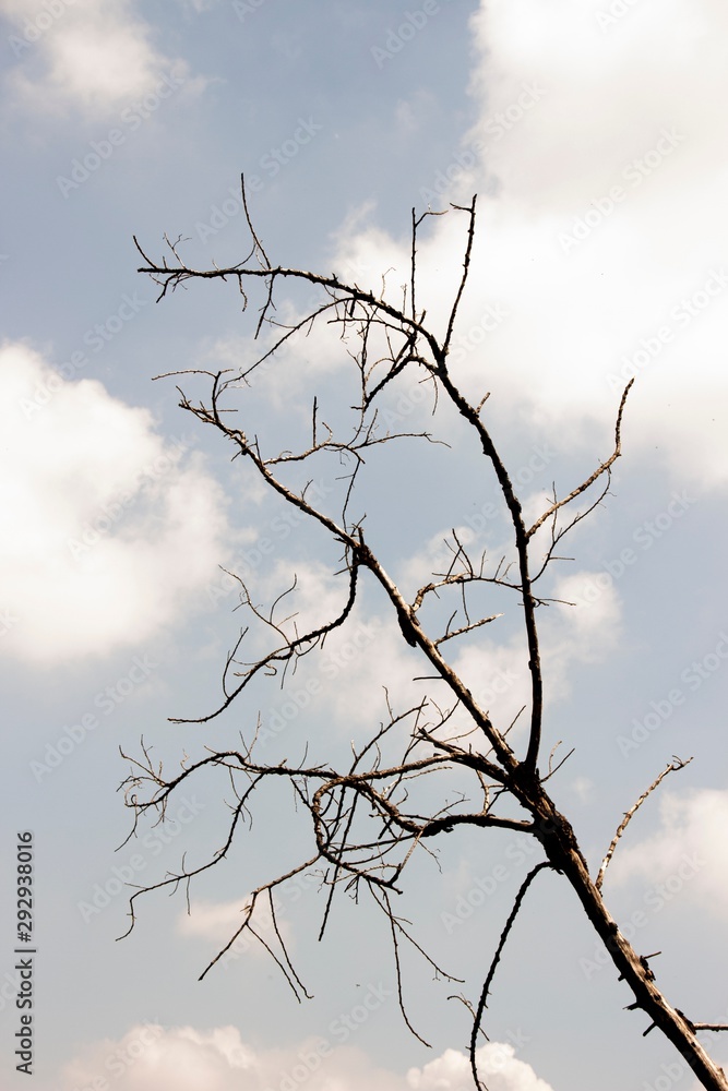 Dead tree in front of the sky Dead tree in front of the sky