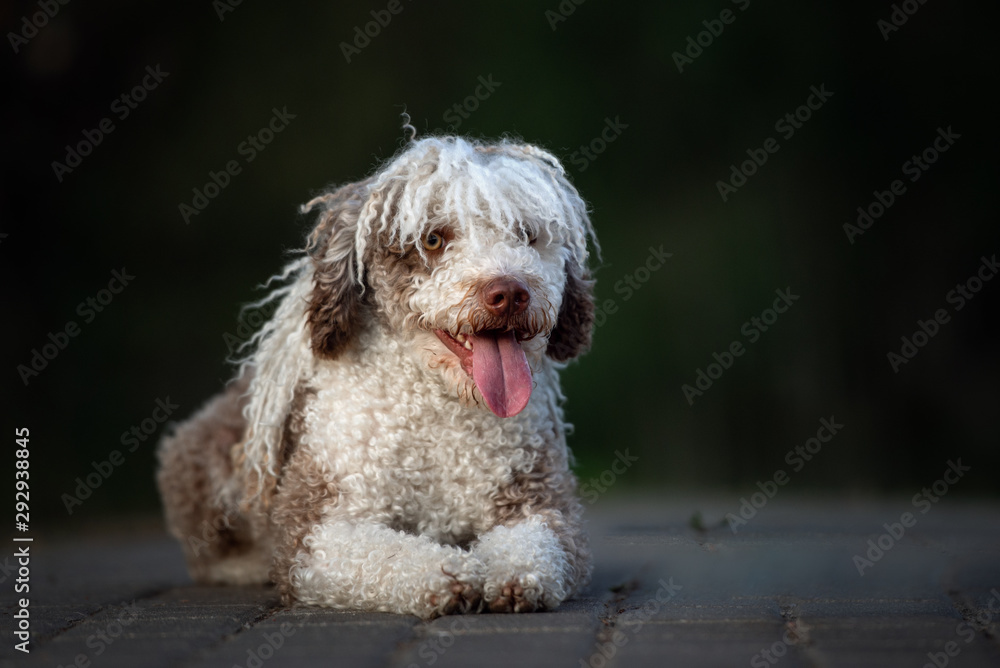 spanish water dog with funny grooming posing outdoors spanish water dog with funny grooming posing outdoors