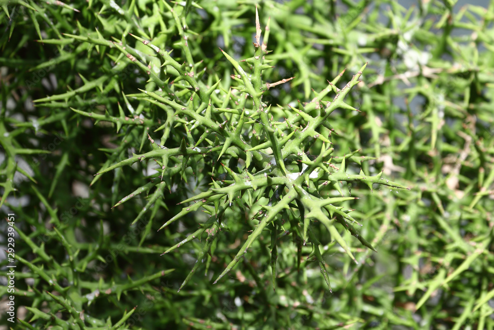 A terrible large thorn of “Stiver Thicket (Euphorbia stenoclada)” native to Madagascar A terrible large thorn of “Stiver Thicket (Euphorbia stenoclada)” native to Madagascar