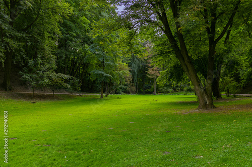 summer park scenery landscape nature environment with vivid green grass meadow and trees foliage 