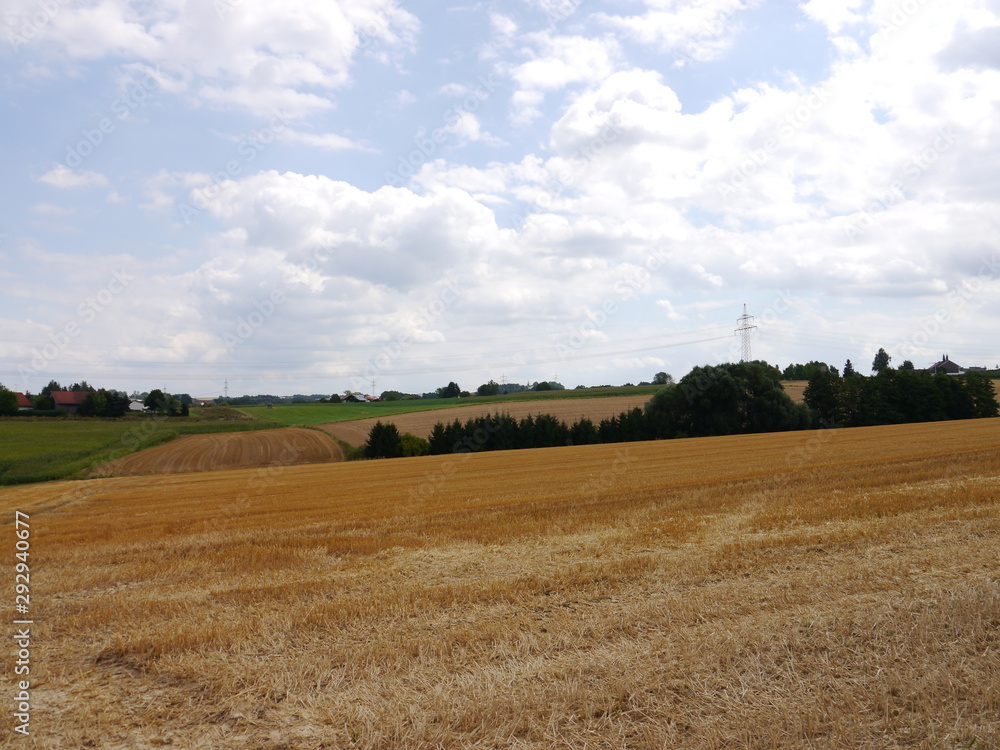 wide rural landscape with ripe wheat field in autumn, ready to get harvested and blue sky with a few white puffy clouds