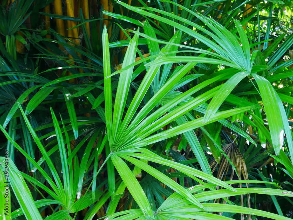 palm leaves background, green leaf outdoor garden palm leaves background, green leaf outdoor garden