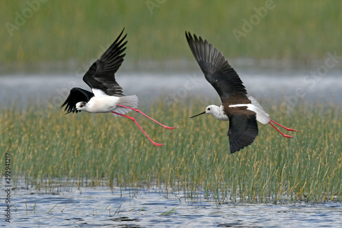 Stelzenläufer (Himantopus himantopus) - Black-winged stilt photo