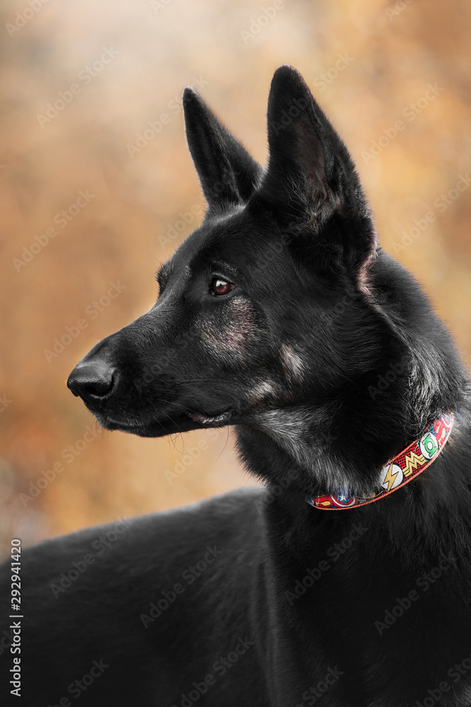Dog autumn portrait shepherd