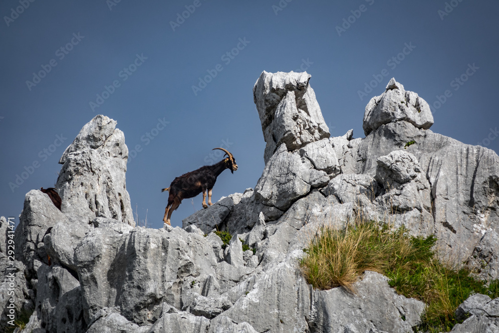 Goat with horns on top of the rocks