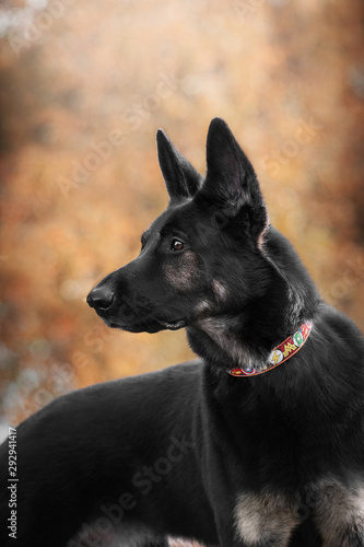 Dog autumn portrait shepherd