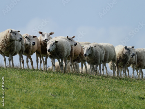 Fototapeta Naklejka Na Ścianę i Meble -  Schafe auf dem Deich in Ameland