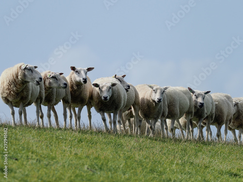 Schafe auf dem Deich in Ameland