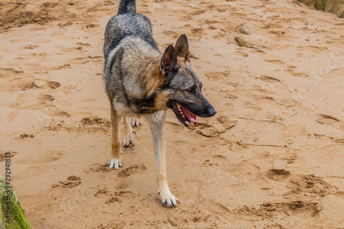 a dog enjoying on Barrika beach in Biscay