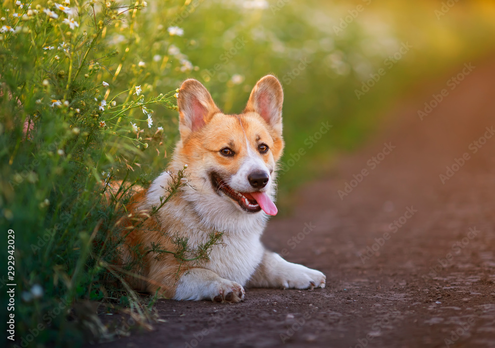 cute puppy a red Corgi dog sits in a field by the road in a village surrounded by white chamomile flowers on a Sunny clear summer day with his tongue sticking out
