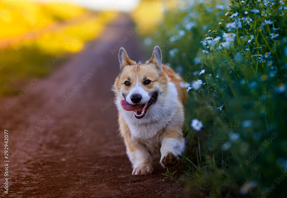 cute puppy a red Corgi dog walks along the road in the village surrounded by white Daisy flowers on a Sunny clear summer day - obrazy, fototapety, plakaty 