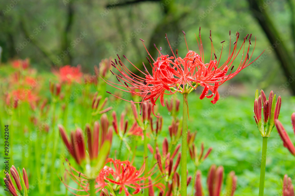 巾着田の彼岸花、埼玉県、日本
