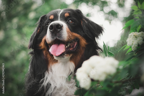  Bernese Mountain Dog